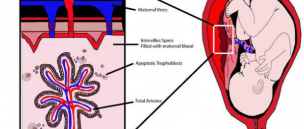 CELL FREE DNA