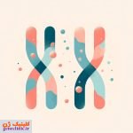 . Designer 44