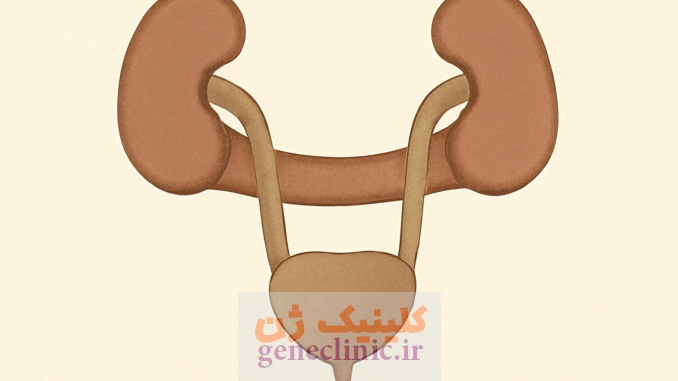 ‏کلیه نعل اسبی‏ (Horseshoe kidney) چیست؟